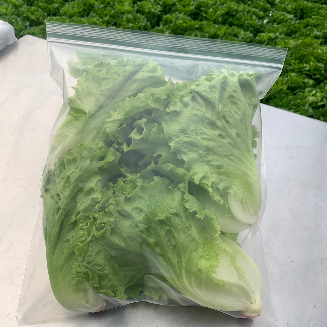 LARGE HEADS OF LETTUCE