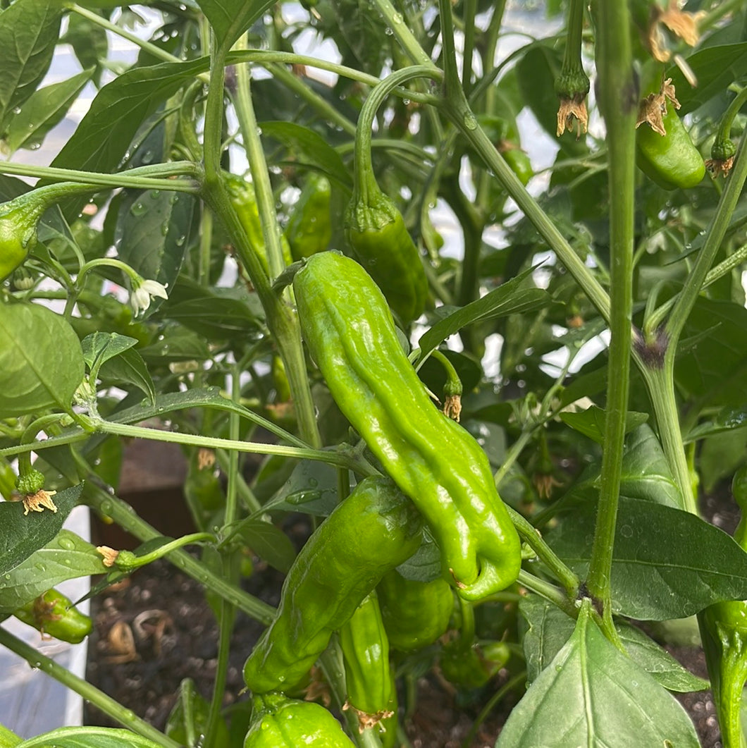 Shishitos